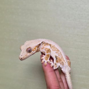 트라이 릴리화이트