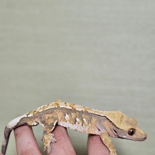 텐저린 핀스트라이프 트라이 익스트림할리퀸