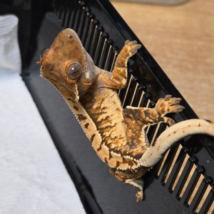 드리피 화이트스팟 트라이 익스트림할리퀸