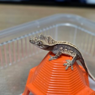 드리피 화이트스팟 쿼드 핀스트라이프