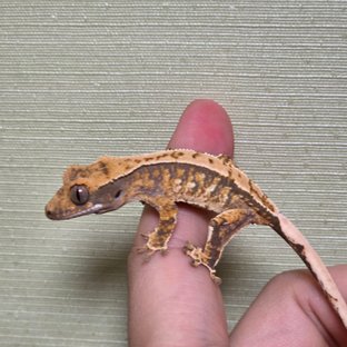 드리피 화이트스팟 트라이 익스트림할리퀸