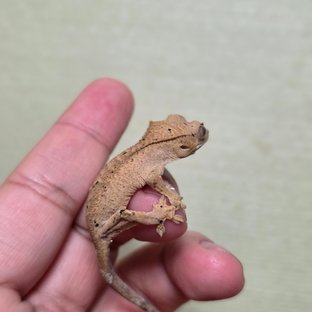 스트로베리 달마시안