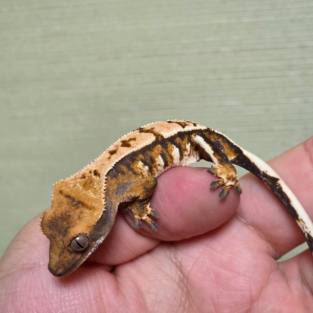 화이트스팟 트라이 익스트림할리퀸