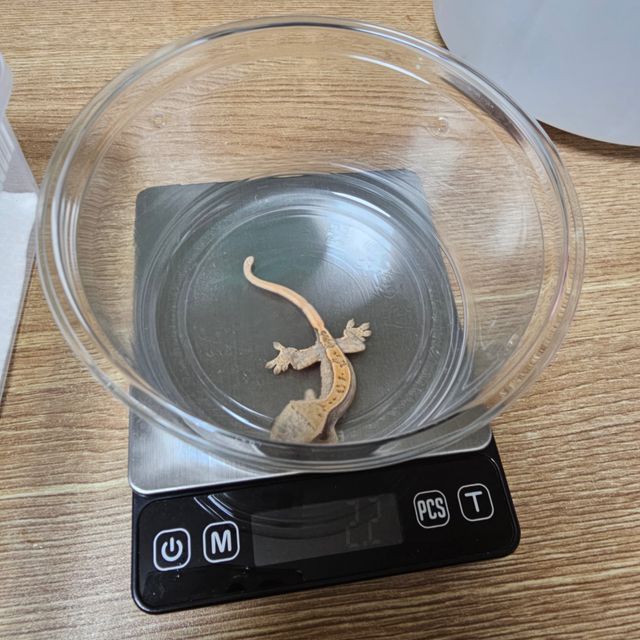 드리피 화이트스팟