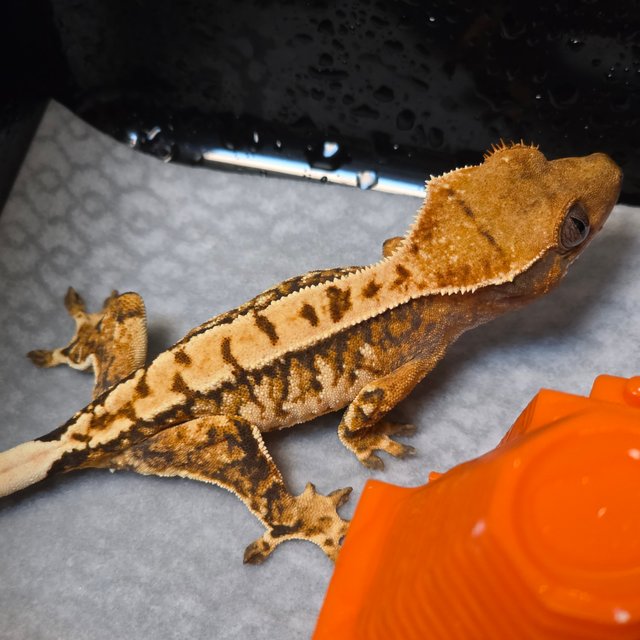 드리피 화이트스팟 트라이 익스트림할리퀸