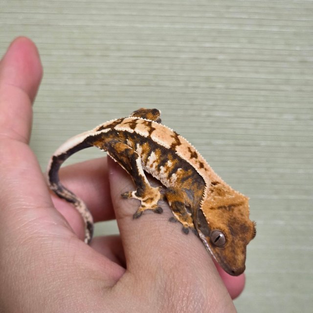 화이트스팟 트라이 익스트림할리퀸