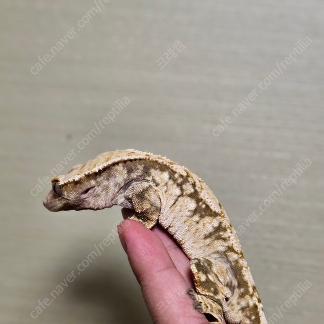 화이트스팟 트라이 익스트림할리퀸