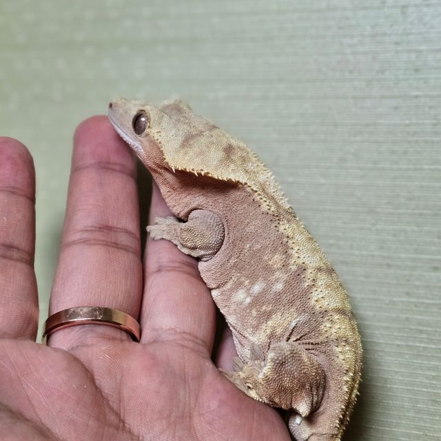 노멀 할리퀸 레드