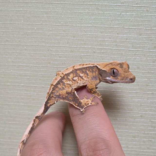 드리피 화이트스팟 트라이 익스트림할리퀸