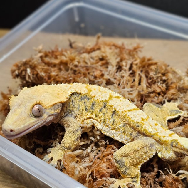 텐저린 트라이 익스트림할리퀸