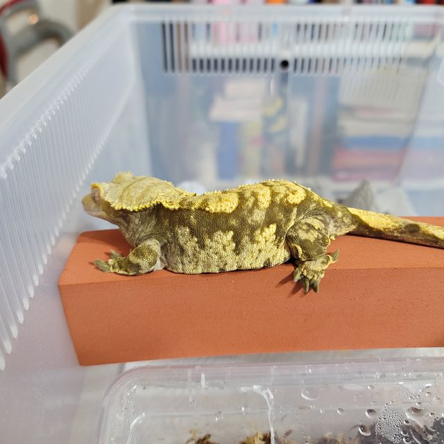 바브 텐저린 할리퀸