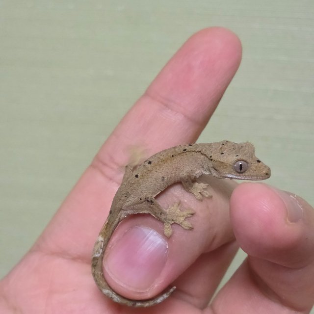 스트로베리 달마시안