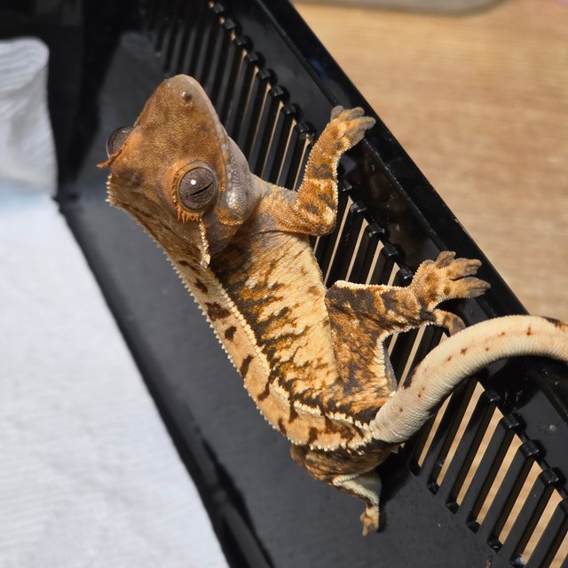 드리피 화이트스팟 트라이 익스트림할리퀸