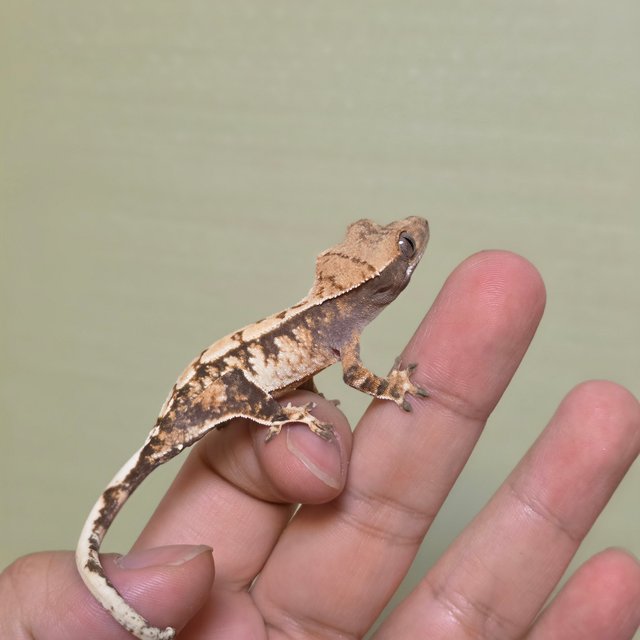 드리피 화이트스팟 트라이 익스트림할리퀸