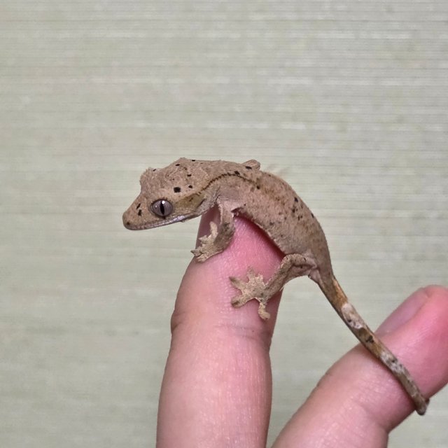 스트로베리 달마시안