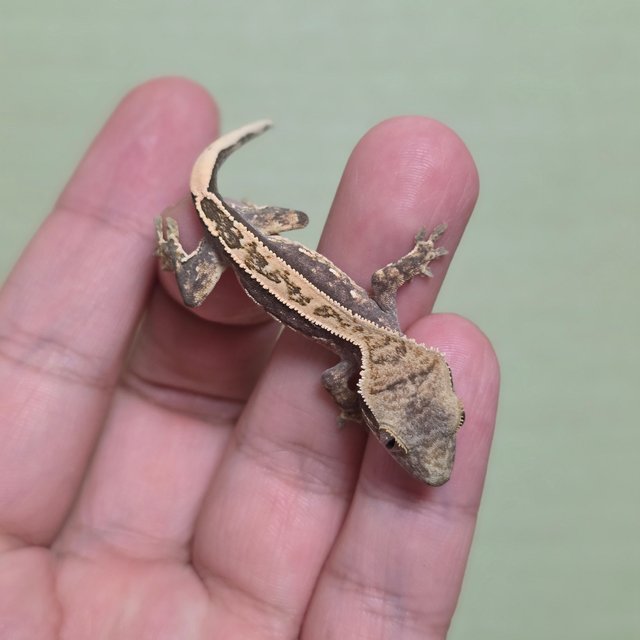 드리피 화이트스팟 쿼드 핀스트라이프