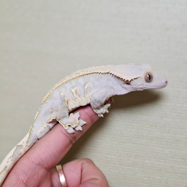 핀스트라이프 트라이 익스트림할리퀸