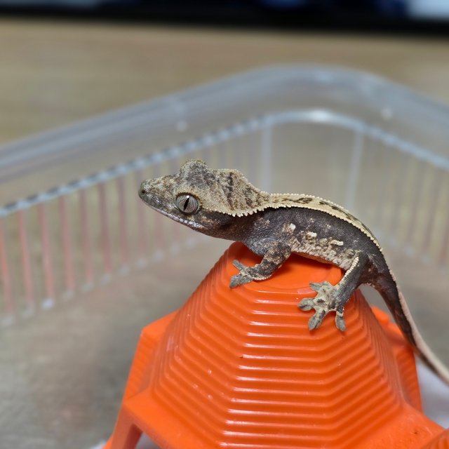 드리피 화이트스팟 쿼드 핀스트라이프