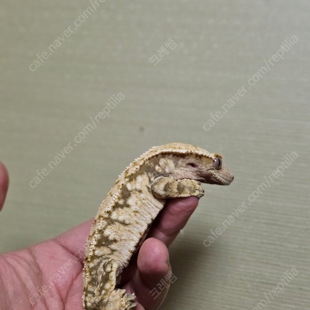 화이트스팟 트라이 익스트림할리퀸