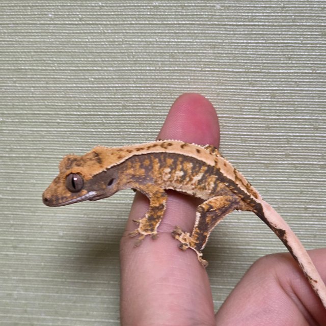 드리피 화이트스팟 트라이 익스트림할리퀸