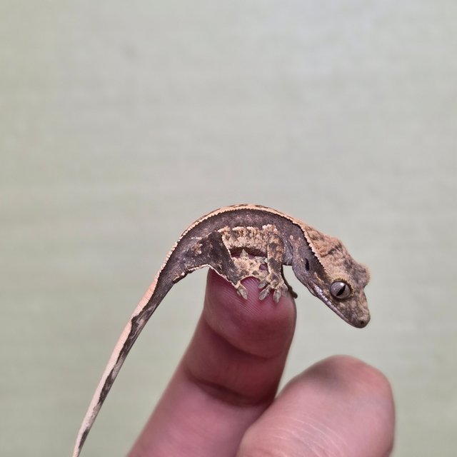 드리피 화이트스팟 쿼드 핀스트라이프