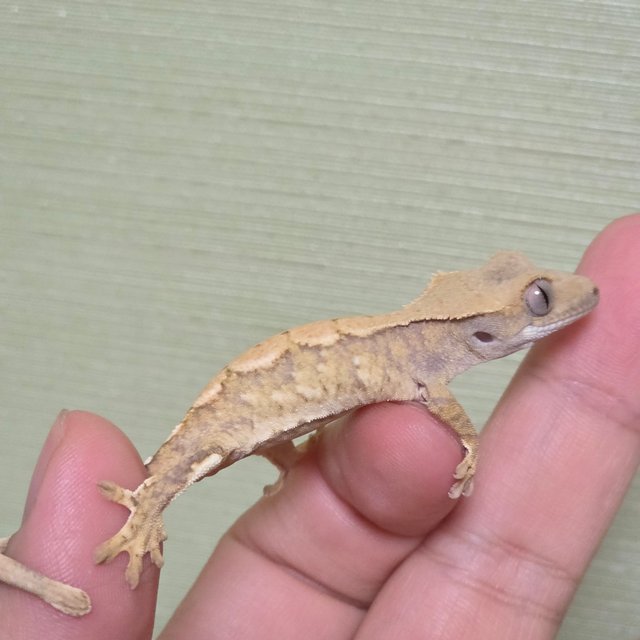 화이트스팟 트라이 익스트림할리퀸