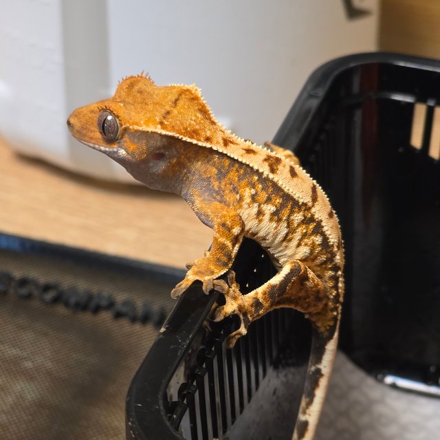 드리피 화이트스팟 트라이 익스트림할리퀸