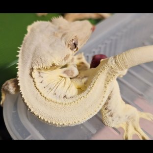 릴리화이트 솔리드백