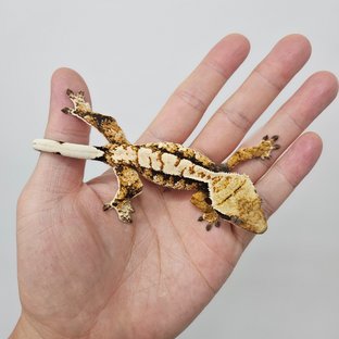 빅터*설린