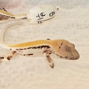 뷔2세<멋라인3세>