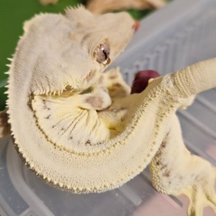 롤자*유토피아