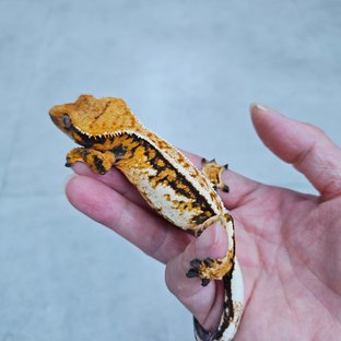 노멀 트라이 풀핀