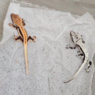빅터*승찬2
