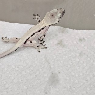 빅터2세