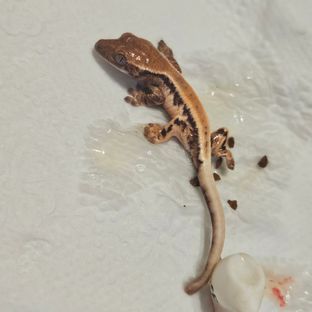 로이×골반