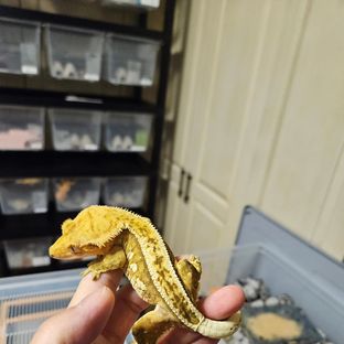 호떡이