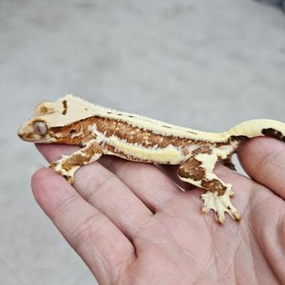 뷔x황금3