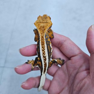 엠티백 쿼드 풀핀 트라이