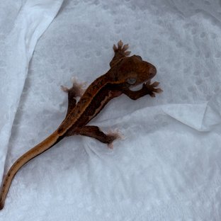 파이드 릴리화이트