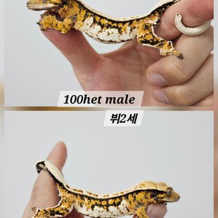 뷔*황금3