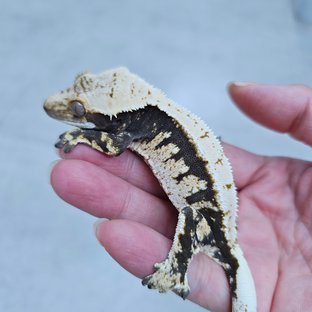 노멀 트라이 드리피 할리퀸