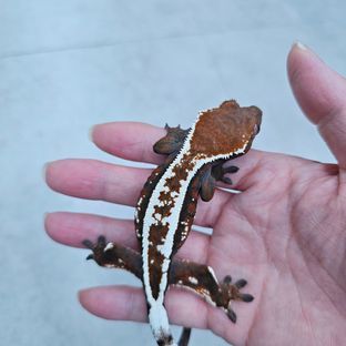 세이블 풀핀 텐저린