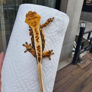 트라이 풀핀 텐저린