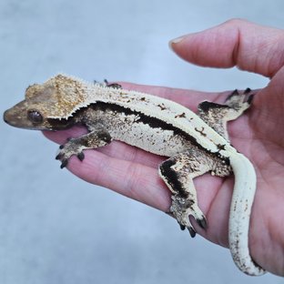 세이블