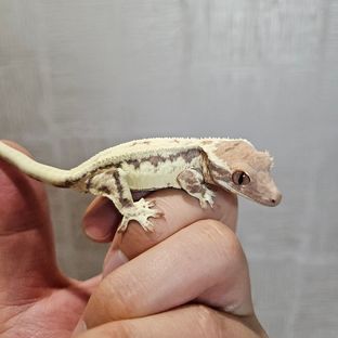 프라푸치노