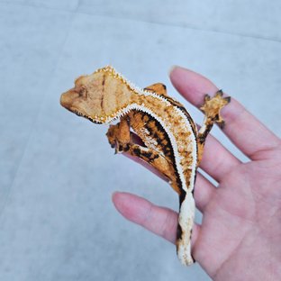 노멀 트라이 쿼드 풀핀