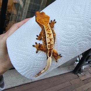 트라이 풀핀 텐저린