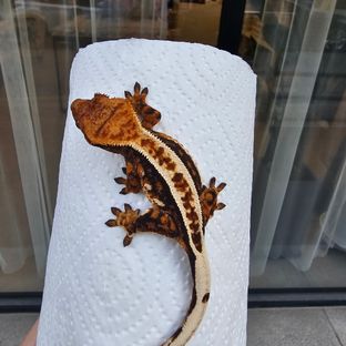 트라이 풀핀 텐저린