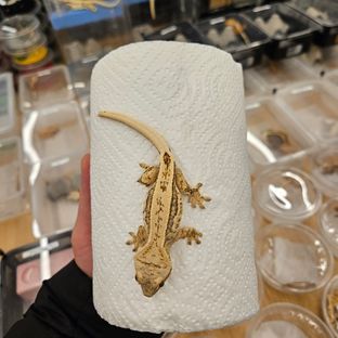 페레이라 라인