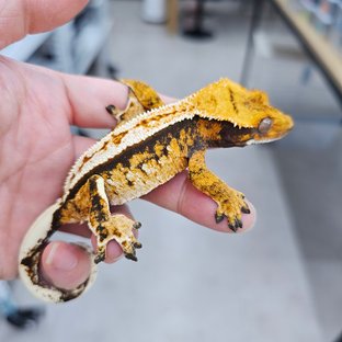 노멀 트라이 풀핀